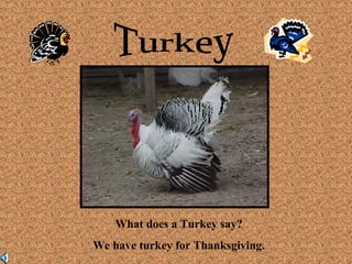 What does a Turkey say? 
We have turkey for Thanksgiving. 
 