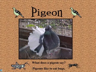 What does a pigeon say? 
Pigeons like to eat bugs. 
 