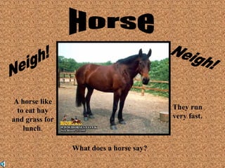 What does a horse say? 
A horse like 
to eat hay 
and grass for 
lunch. 
They run 
very fast. 
 