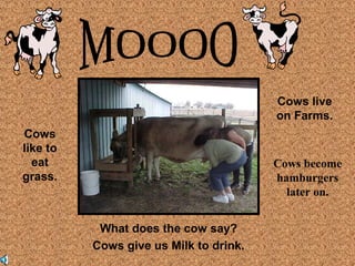 What does the cow say? 
Cows give us Milk to drink. 
Cows 
like to 
eat 
grass. 
Cows live 
on Farms. 
Cows become 
hamburgers 
later on. 
 