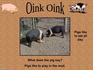 What does the pig say? 
Pigs like to play in the mud. 
Pigs like 
to eat all 
day. 
 