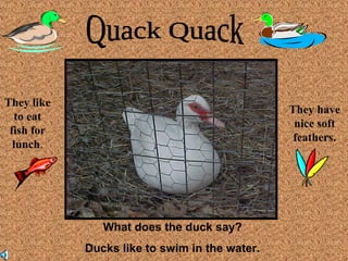 What does the duck say? 
Ducks like to swim in the water. 
They like 
to eat 
fish for 
lunch. 
They have 
nice soft 
feathers. 
 