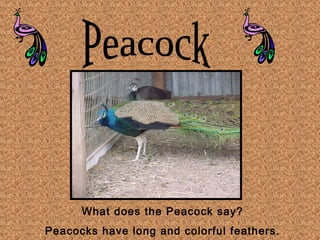 What does the Peacock say? 
Peacocks have long and colorful feathers. 
 