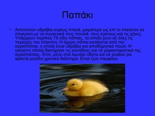 Παπάκι 
• Αποτελούν υδρόβια κυρίως πτηνά, μικρότερα ως επί το πλείστον σε 
σύγκριση με τα συγγενικά τους πουλιά, τους κύκνους και τις χήνες. 
Υπάρχουν περίπου 75 είδη πάπιας, τα οποία ζουν σε όλες τις 
περιοχές του πλανήτη. Η ήμερη πάπια κατάγεται από την 
αγριόπαπια, η οποία είναι υδρόβιο και αποδημητικό πουλί. Η 
οικόσιτη πάπια διατήρησε τις συνήθειες και τα χαρακτηριστικά της 
αγριόπαπιας. Έτσι, μένει στα λιμναία ύδατα και σε ρυάκια για 
αρκετά μεγάλο χρονικό διάστημα. Είναι ζώο παμφάγο. 
 