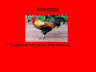 Κόκορας 
• Το αρσενικό της κότας είναι κόκορας 
