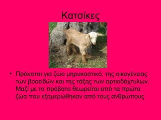 Κατσίκες 
• Πρόκειται για ζώο μηρυκαστικό, της οικογένειας 
των βοοειδών και της τάξης των αρτιοδάχτυλων. 
Μαζί με το πρόβατο θεωρείται από τα πρώτα 
ζώα που εξημερώθηκαν από τους ανθρώπους 
 