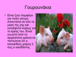 Γουρουνάκια 
• Είναι ζώο παμφάγο 
και πολύ γόνιμο. 
Απαντάται σε όλα τα 
μέρη της γης και 
εκτρέφεται κυρίως για 
το κρέας του. Είναι 
γνωστό από τα 
αρχαιότατα χρόνια και 
πιστεύεται ότι ο 
κατοικίδιος χοίρος ή 
συς ο οικοδίαιτος 
 