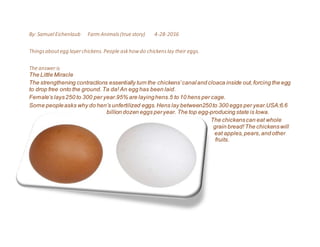 By: SamuelEichenlaub Farm Animals(true story) 4-28-2016
Thingsaboutegg layerchickens. People askhowdo chickenslay their eggs.
The answer is
The Little Miracle
The strengthening contractions essentially turn the chickens’canaland cloaca inside out,forcing the egg
to drop free onto the ground.Ta da! An egg has been laid.
Female’s lays250 to 300 per year.95% are layinghens.5 to 10 hens per cage.
Some peopleasks why do hen’s unfertilized eggs.Hens lay between250to 300 eggs per year.USA:6.6
billion dozen eggs peryear. The top egg-producing state is Iowa.
The chickenscan eat whole
grain bread! The chickenswill
eat apples,pears,and other
fruits.
 