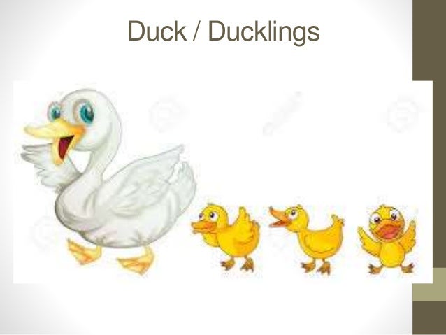 Farm animals