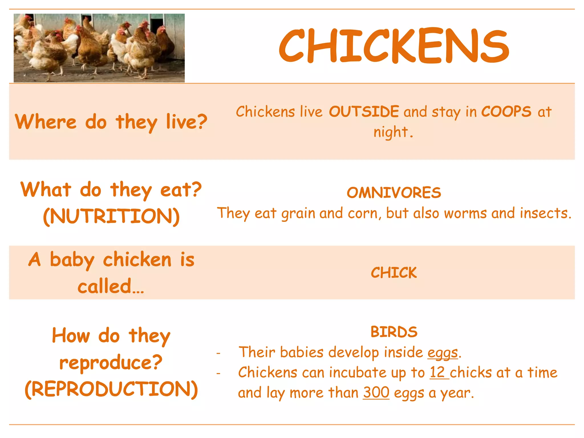 CHICKENS
Where do they live?
Chickens live OUTSIDE and stay in COOPS at
night.
What do they eat?
(NUTRITION)
OMNIVORES
They eat grain and corn, but also worms and insects.
A baby chicken is
called…
CHICK
How do they
reproduce?
(REPRODUCTION)
BIRDS
- Their babies develop inside eggs.
- Chickens can incubate up to 12 chicks at a time
and lay more than 300 eggs a year.