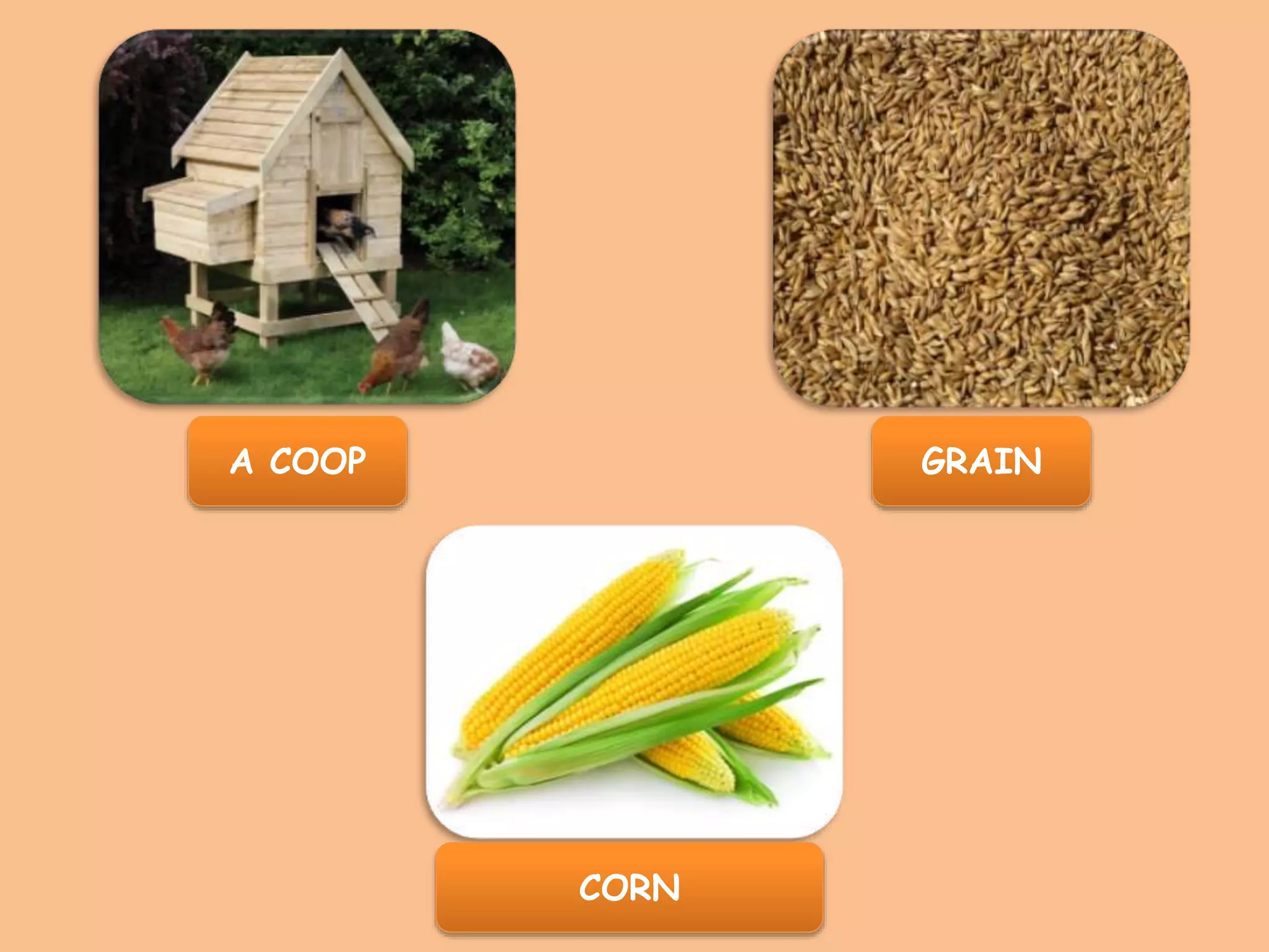 A COOP
CORN
GRAIN