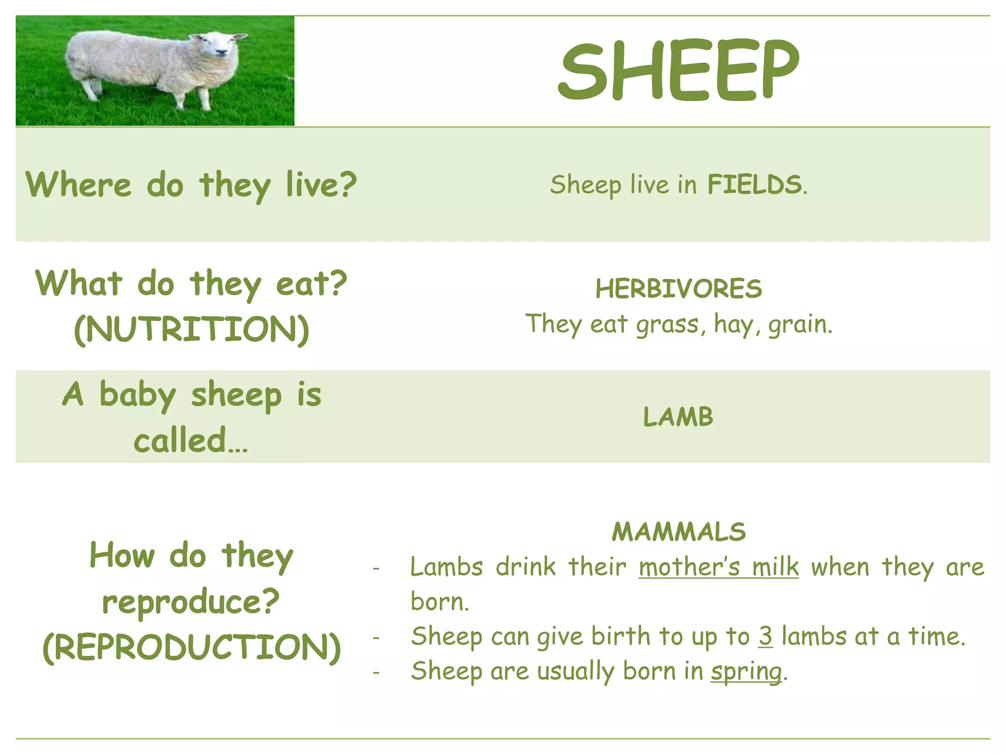 SHEEP
Where do they live? Sheep live in FIELDS.
What do they eat?
(NUTRITION)
HERBIVORES
They eat grass, hay, grain.
A baby sheep is
called…
LAMB
How do they
reproduce?
(REPRODUCTION)
MAMMALS
- Lambs drink their mother’s milk when they are
born.
- Sheep can give birth to up to 3 lambs at a time.
- Sheep are usually born in spring.
