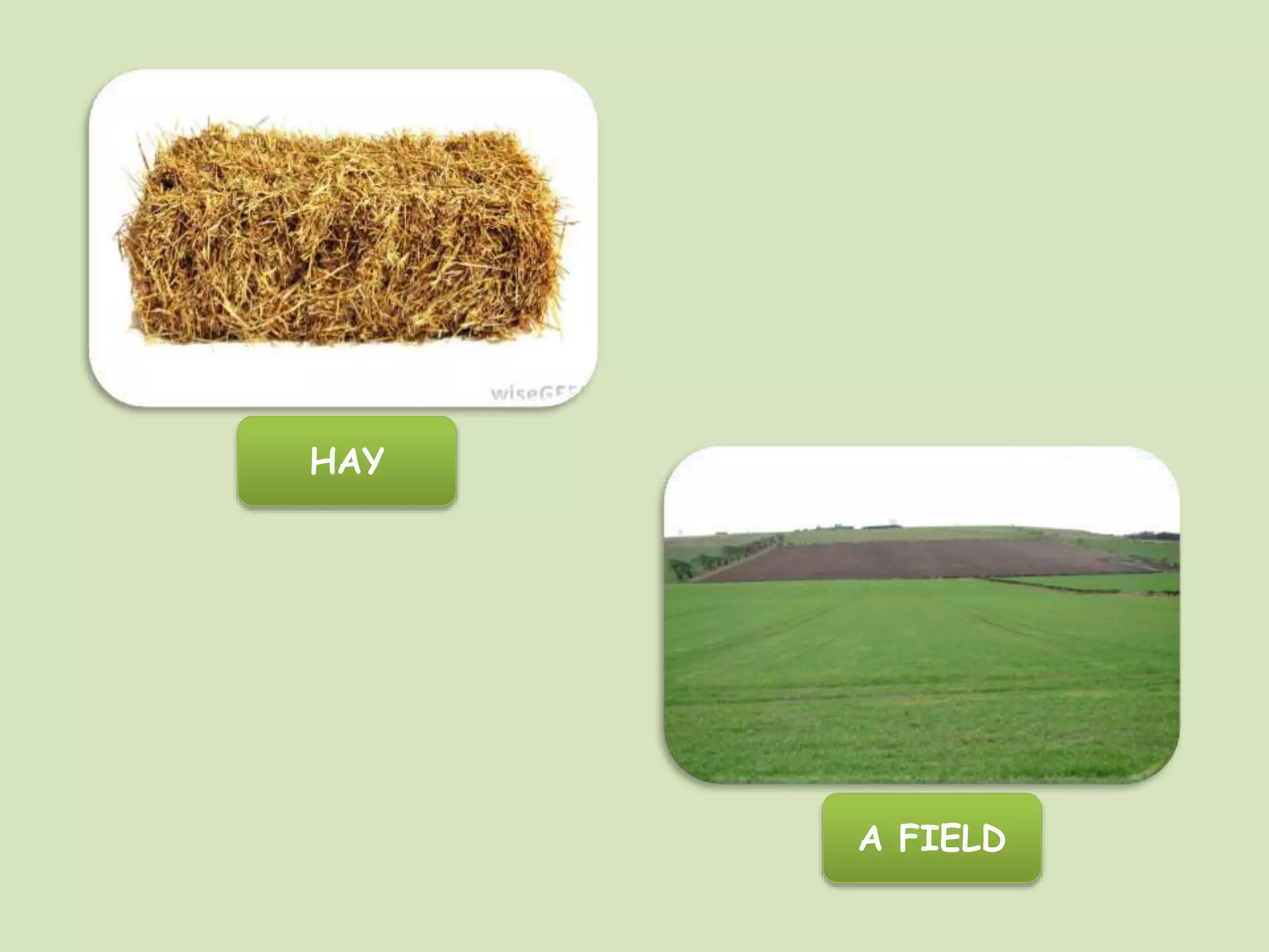 HAY
A FIELD