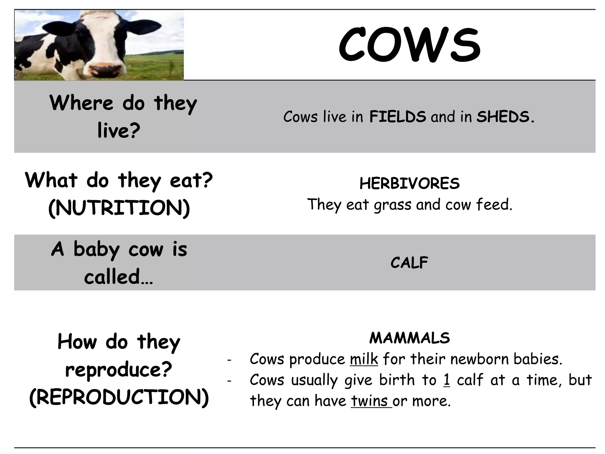 COWS
Where do they
live?
Cows live in FIELDS and in SHEDS.
What do they eat?
(NUTRITION)
HERBIVORES
They eat grass and cow feed.
A baby cow is
called…
CALF
How do they
reproduce?
(REPRODUCTION)
MAMMALS
- Cows produce milk for their newborn babies.
- Cows usually give birth to 1 calf at a time, but
they can have twins or more.