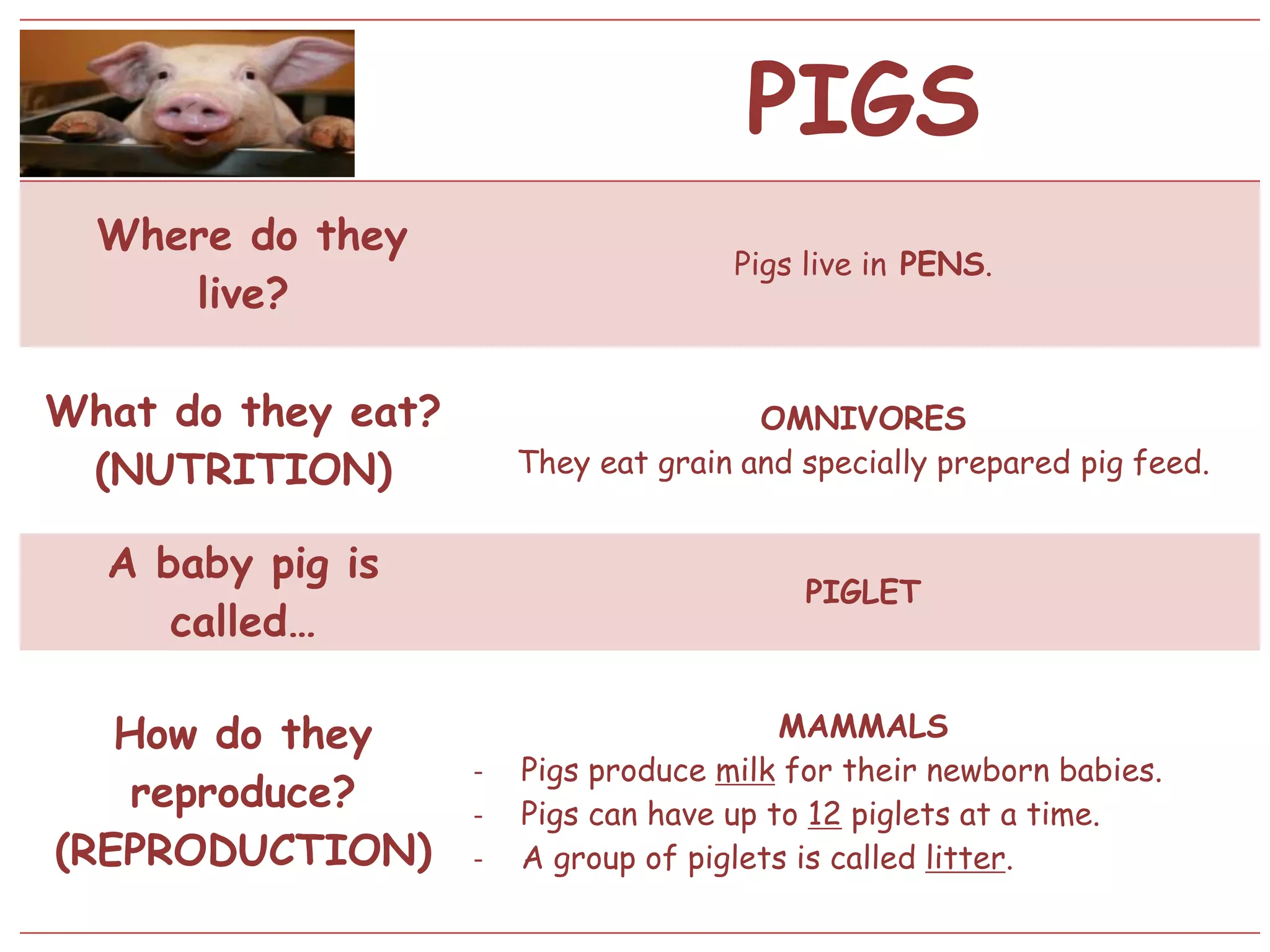 PIGS
Where do they
live?
Pigs live in PENS.
What do they eat?
(NUTRITION)
OMNIVORES
They eat grain and specially prepared pig feed.
A baby pig is
called…
PIGLET
How do they
reproduce?
(REPRODUCTION)
MAMMALS
- Pigs produce milk for their newborn babies.
- Pigs can have up to 12 piglets at a time.
- A group of piglets is called litter.