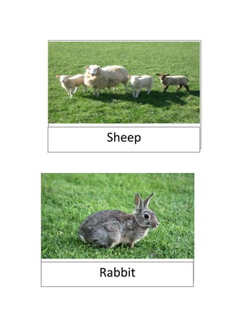 Sheep




Rabbit
 