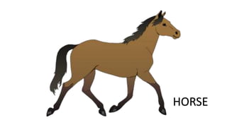 HORSE
 