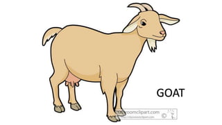 GOAT
 