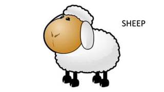 SHEEP
 