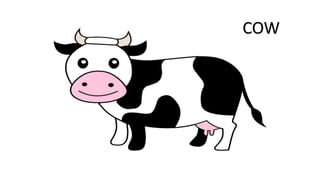 COW
 