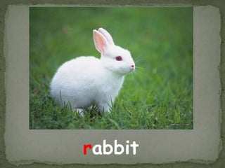 rabbit 
 