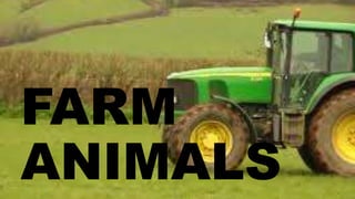 FARM
ANIMALS
 
