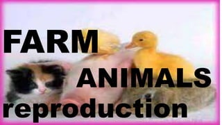 FARM
ANIMALS
reproduction
 
