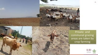 Silvopastoralism and welfare of farmed animals in Ethiopia 