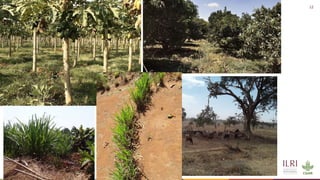 Silvopastoralism and welfare of farmed animals in Ethiopia 