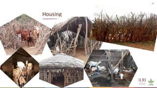 Silvopastoralism and welfare of farmed animals in Ethiopia 