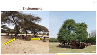 Silvopastoralism and welfare of farmed animals in Ethiopia 