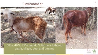 Silvopastoralism and welfare of farmed animals in Ethiopia 