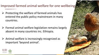 Silvopastoralism and welfare of farmed animals in Ethiopia 