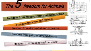 Silvopastoralism and welfare of farmed animals in Ethiopia 
