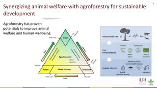 Silvopastoralism and welfare of farmed animals in Ethiopia 