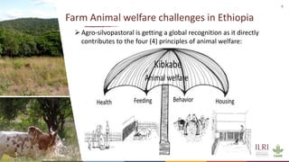 Silvopastoralism and welfare of farmed animals in Ethiopia 
