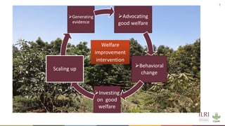 Silvopastoralism and welfare of farmed animals in Ethiopia 