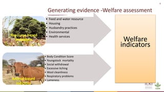 Silvopastoralism and welfare of farmed animals in Ethiopia 