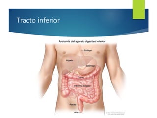 Tracto inferior 
 