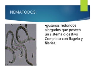 NEMATODOS: 
•gusanos redondos 
alargados que poseen 
un sistema digestivo 
Completo con flagelo y 
filarias. 
 