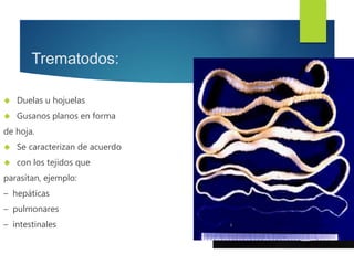 Trematodos: 
 Duelas u hojuelas 
 Gusanos planos en forma 
de hoja. 
 Se caracterizan de acuerdo 
 con los tejidos que 
parasitan, ejemplo: 
– hepáticas 
– pulmonares 
– intestinales 
 