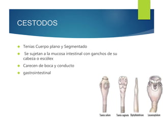 CESTODOS 
 Tenias Cuerpo plano y Segmentado 
 Se sujetan a la mucosa intestinal con ganchos de su 
cabeza o escólex 
 Carecen de boca y conducto 
 gastrointestinal 
 