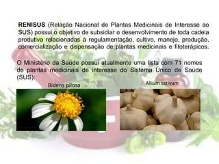 RENISUS (Relação Nacional de Plantas Medicinais de Interesse ao
SUS) possui o objetivo de subsidiar o desenvolvimento de toda cadeia
produtiva relacionadas à regulamentação, cultivo, manejo, produção,
comercialização e dispensação de plantas medicinais e fitoterápicos.
O Ministério da Saúde possui atualmente uma lista com 71 nomes
de plantas medicinais de interesse do Sistema Único de Saúde
(SUS):
Allium sativumBidens pilosa
 