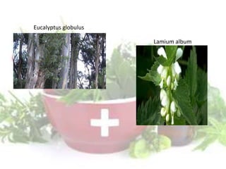Eucalyptus globulus
Lamium album
 