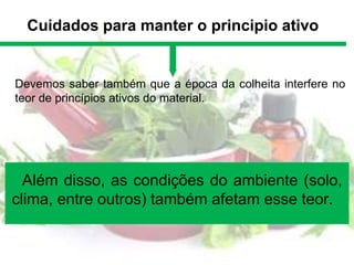 Cuidados para manter o principio ativo
Além disso, as condições do ambiente (solo,
clima, entre outros) também afetam esse teor.
Devemos saber também que a época da colheita interfere no
teor de princípios ativos do material.
 