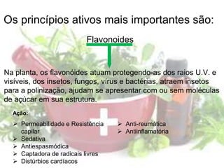 Flavonoides
Na planta, os flavonóides atuam protegendo-as dos raios U.V. e
visíveis, dos insetos, fungos, vírus e bactérias, atraem insetos
para a polinização, ajudam se apresentar com ou sem moléculas
de açúcar em sua estrutura.
 Permeabilidade e Resistência
capilar
 Sedativa
 Antiespasmódica
 Captadora de radicais livres
 Distúrbios cardíacos
 Anti-reumática
 Antiinflamatória
Os princípios ativos mais importantes são:
Ação:
 