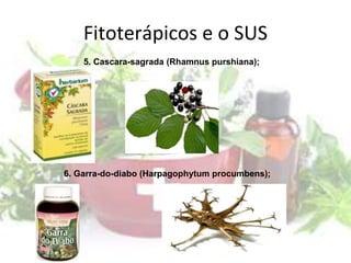 Fitoterápicos e o SUS
5. Cascara-sagrada (Rhamnus purshiana);
6. Garra-do-diabo (Harpagophytum procumbens);
 