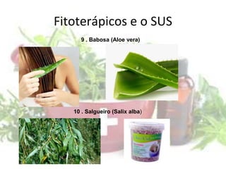 Fitoterápicos e o SUS
9 . Babosa (Aloe vera)
10 . Salgueiro (Salix alba)
 