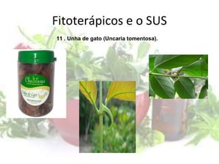 Fitoterápicos e o SUS
11 . Unha de gato (Uncaria tomentosa).
 