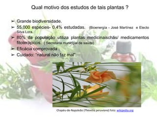 Qual motivo dos estudos de tais plantas ?
➢ Grande biodiversidade.
➢ 55.000 espécies- 0.4% estudadas. (Bioenergía - José Martínez e Electo
Silva Lora.
➢ 80% da população utiliza plantas medicinaischás/ medicamentos
fitoterápicos. ( Secretaria municipal de saúde)
➢ Eficácia comprovada .
➢ Cuidado: “natural não faz mal”.
Chapéu-de-Napoleão (Thevetia peruviana) foto: wikipedia.org
 